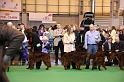 Crufts2010 1209